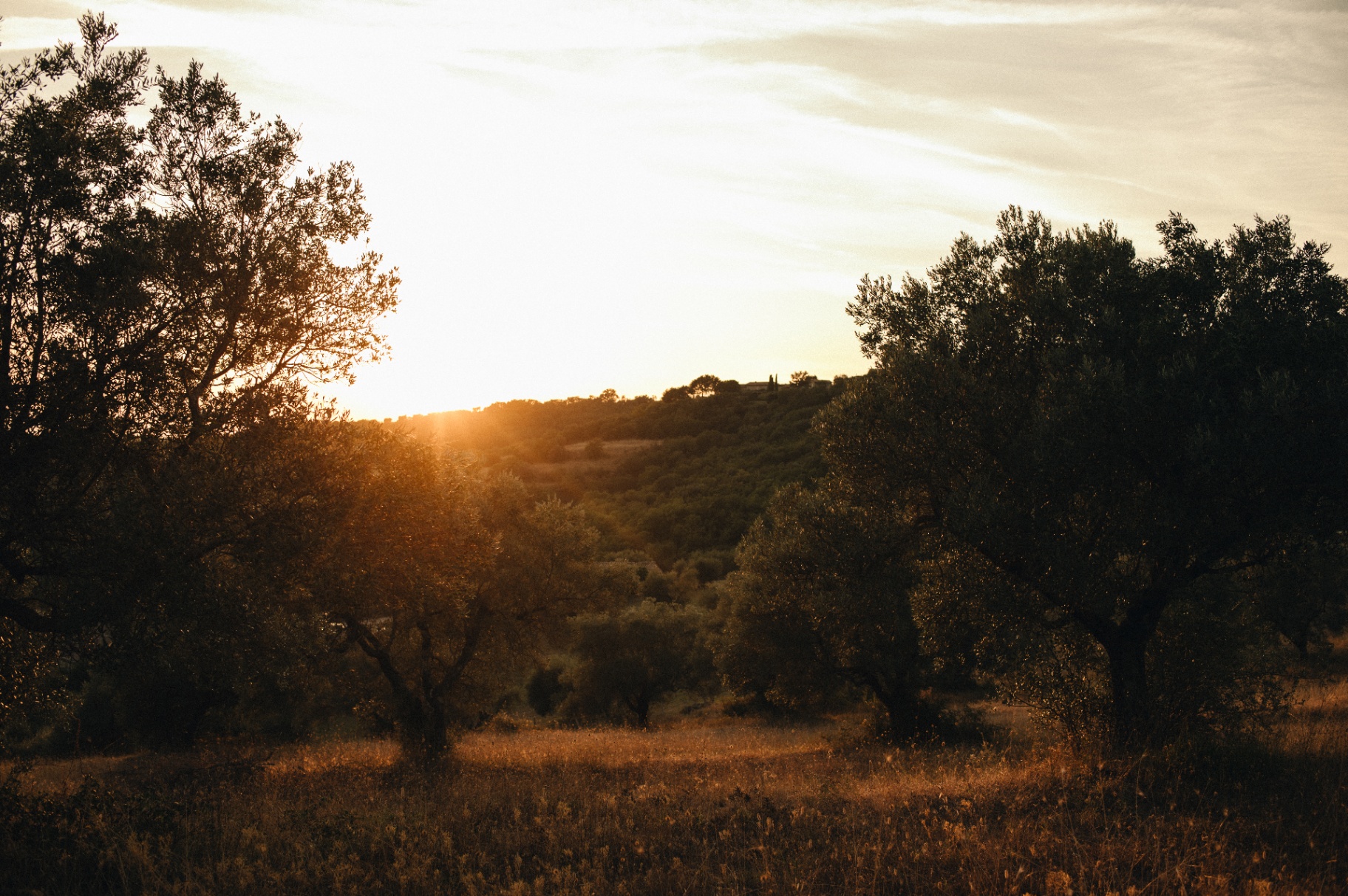 Golden sunset through the olive grove in Umbria