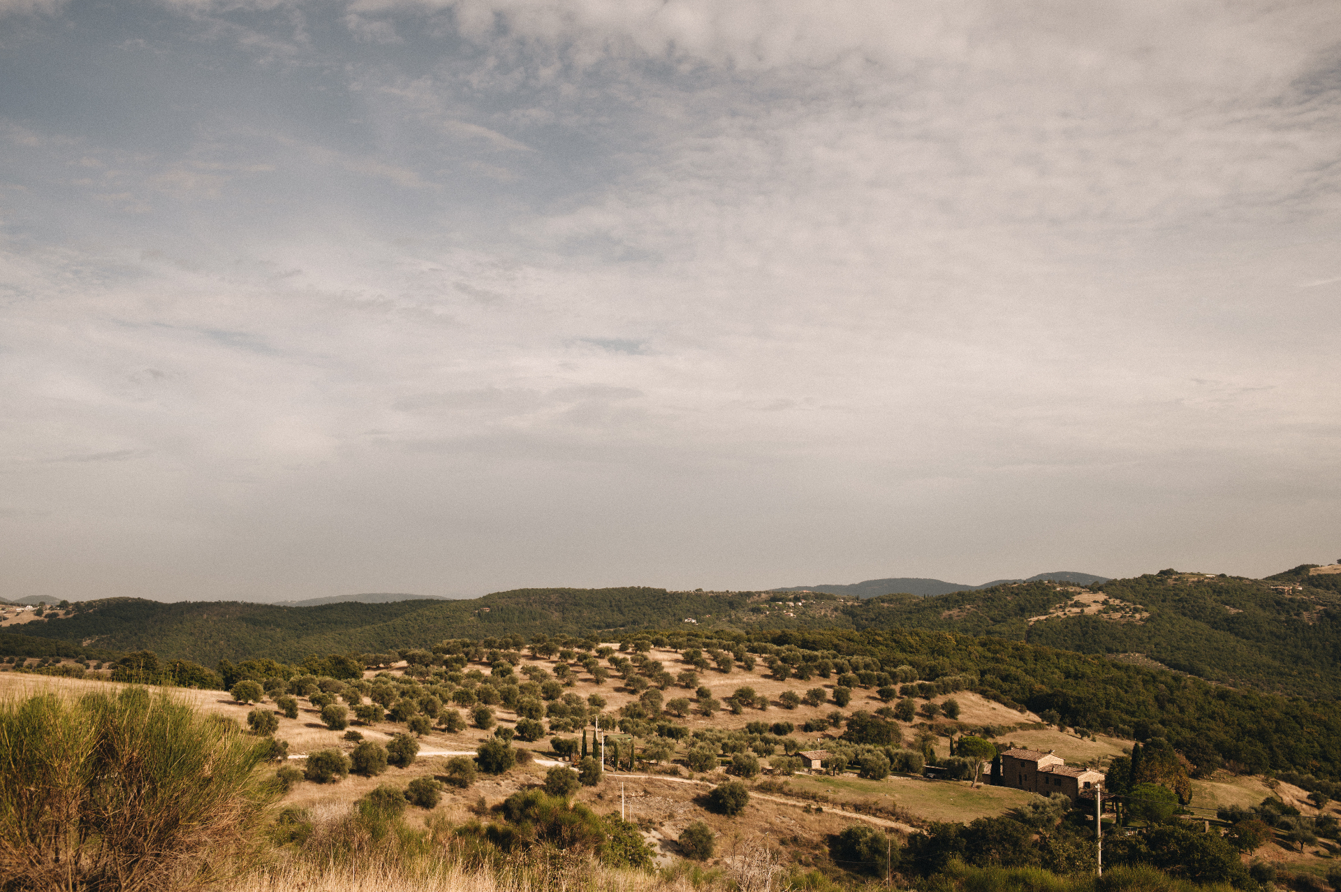 Olive grove in Umbria, Italy at golden hour