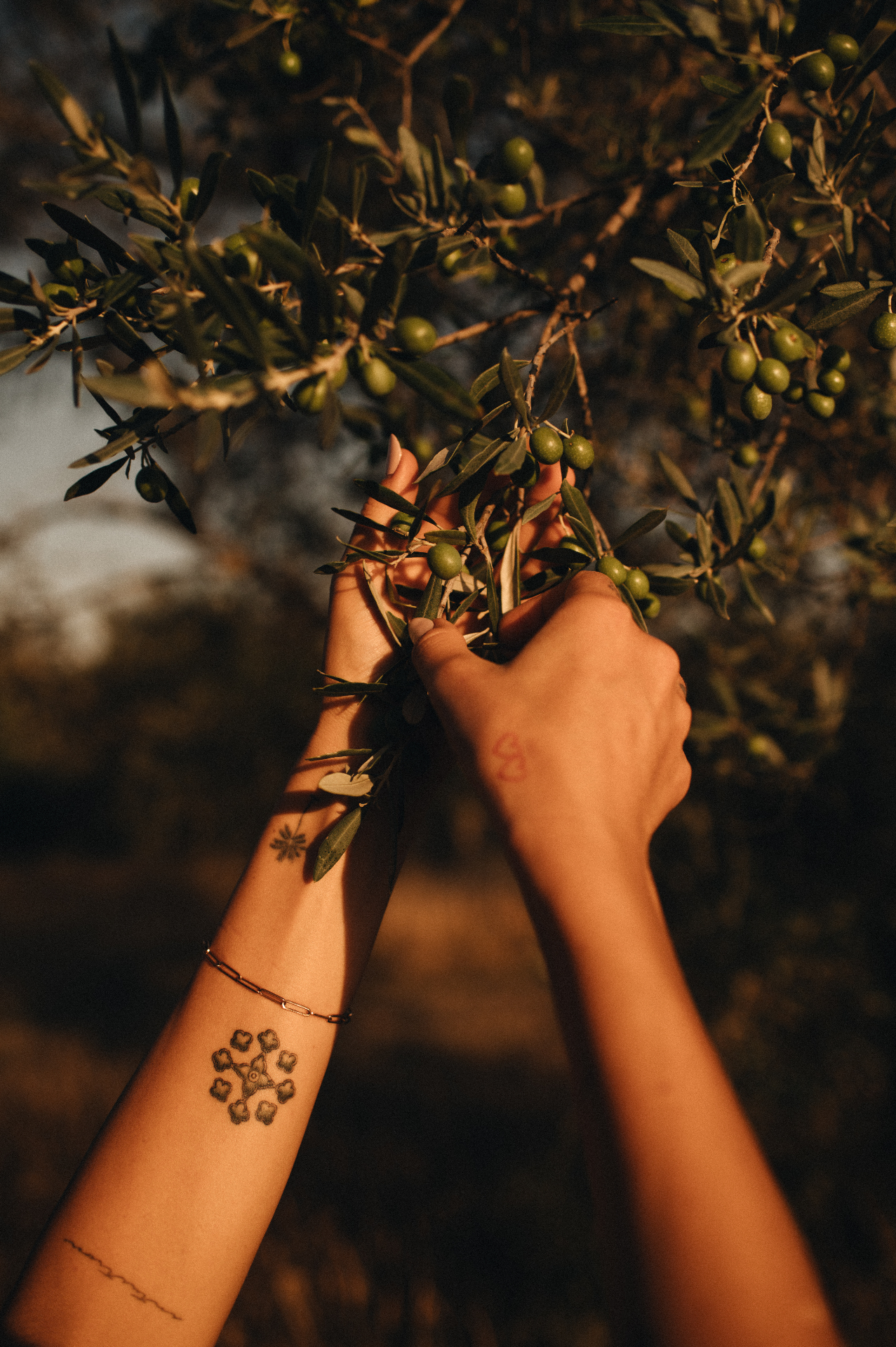 Olives forming on branches in the Umbrian grove