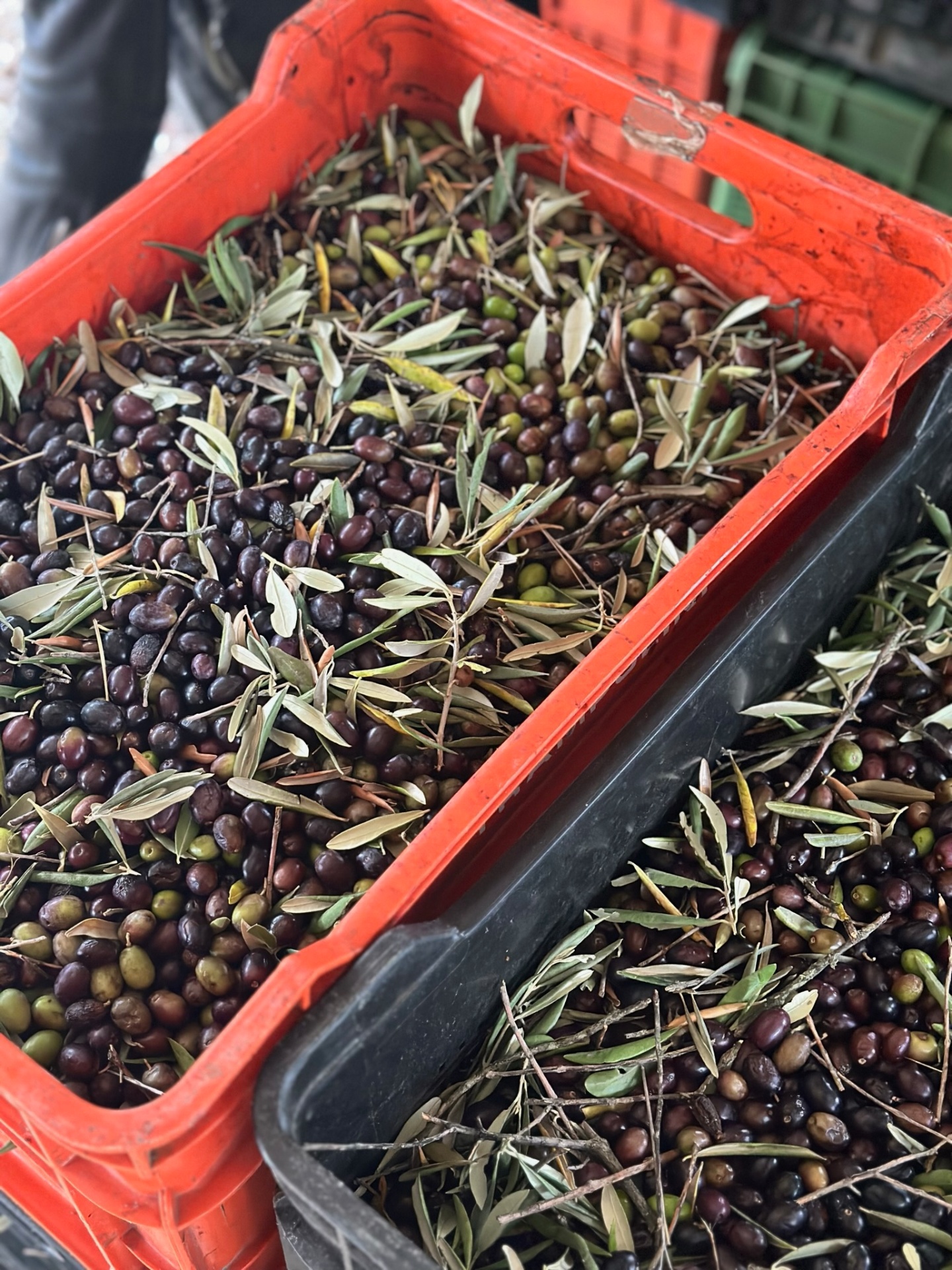 First harvest, fresh-picked olives ready for pressing